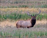Wapiti