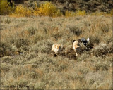 Coyotes and Grizzly Bear Carcass