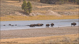 Bison Yellowstone River Crossing
