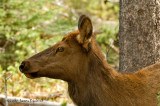 Wapiti Cow