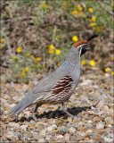 Gambels Quail