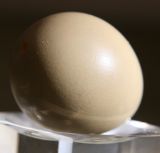 A Pheasant egg.