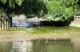 The gap in Brentford Ait at low tide.