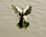 Egyptian goose landing.