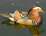 A Mandarin duck.