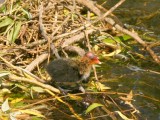 Very young Coot takes his first steps.