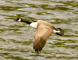 Canada goose ready to land.