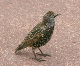 Starling