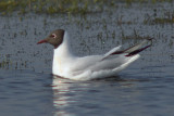 Mewa œmieszka (Larus ridibunus)