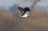 Czajka zwyczajna (Vanellus vanellus)