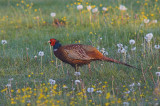 Bażant (phasianus colchicus)