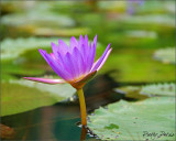 Water Lily 02