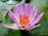 The Water Lily