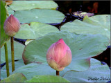 The Pink Lotus Bud