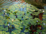 White Water Lilies