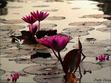 Pink Angkor Lilies