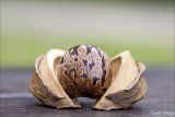 The Seed