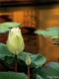 The Blooming Lotus Bud