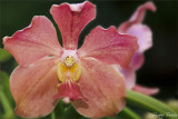 Orchid