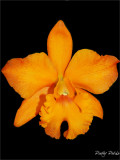 Orange Orchid