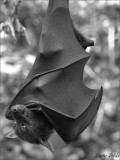 The Fruit Bat