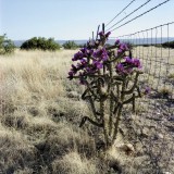 High Desert Cactus