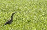 American Bittern