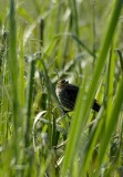 Female Redwing Black Bird