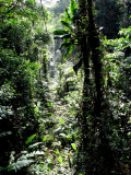 rain forest tram view