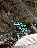 black and green dart frog