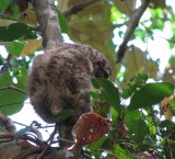 baby sloth