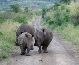 white (wide) rhino