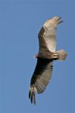 Black Vulture in flight