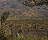 Saguaro Forest, Saguaro National Park East