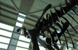 20070311 / chicagosaur