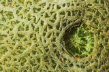 20070903 / cantaloupe