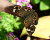 Butterfly3.jpg