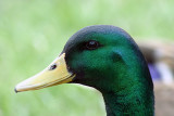 Duck1.jpg