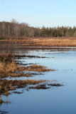 Swamp in January