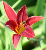 Red lily