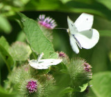  mateing white butterflys