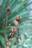 seed pod