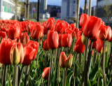 Urban tulips