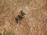 squirrel