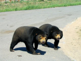 Malayan Sun Bear