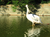 Cormorant 2