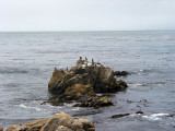 birds on rock
