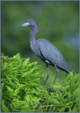 Little Blue Heron