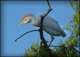 Birds of Louisiana 2013