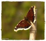 Mourning cloak (<em>Nymphalis antiopa</em>)